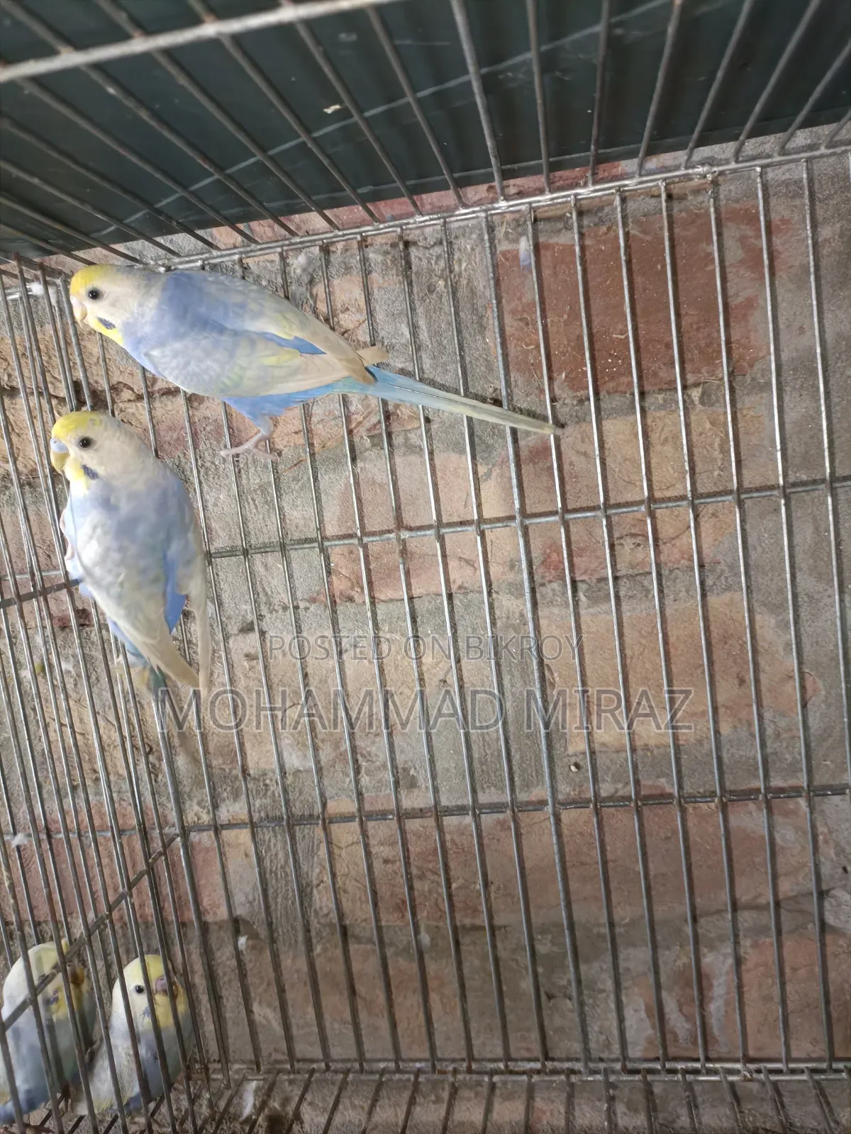 রেইনবো বাজরিগার