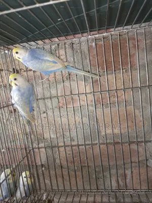 রেইনবো বাজরিগার