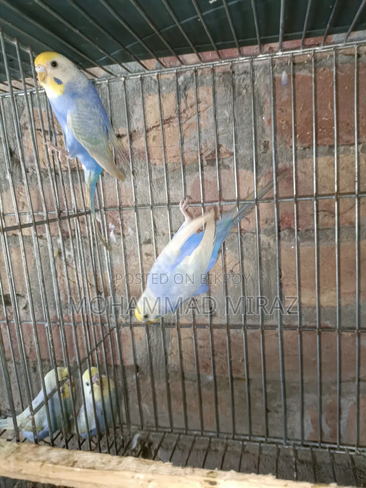 রেইনবো বাজরিগার