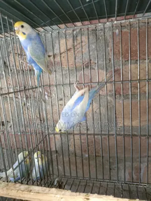 রেইনবো বাজরিগার