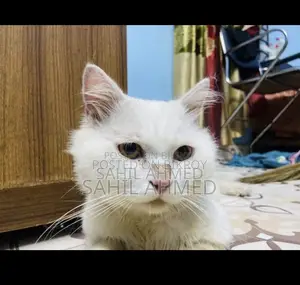 6-12 months Male Purebred Persian