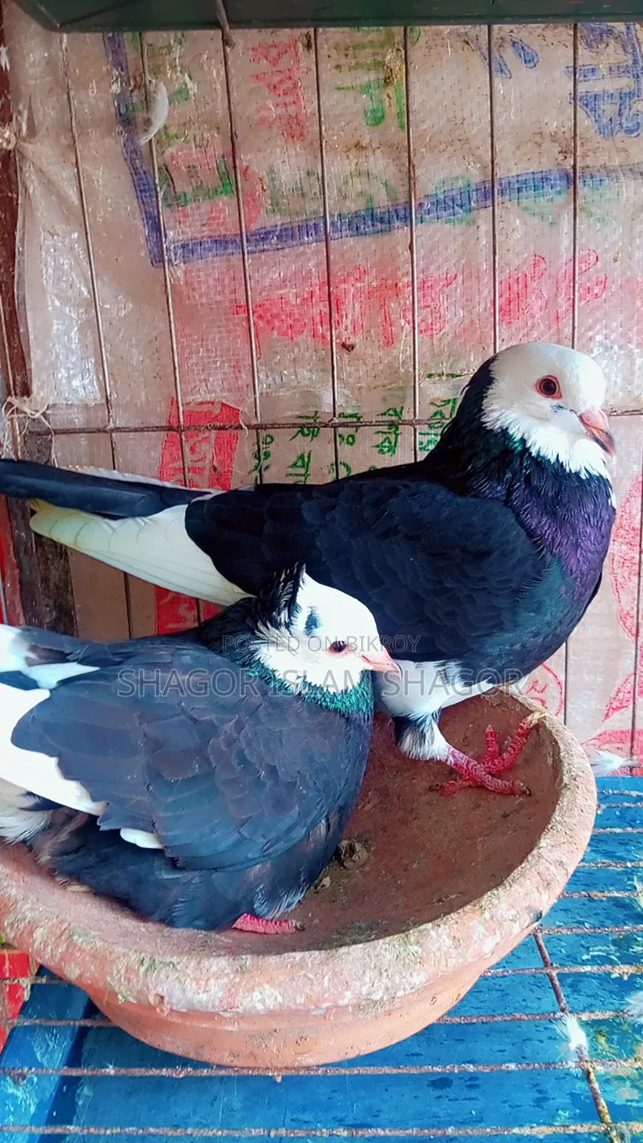 ইন্ডিয়ান রাজ গোল্লা কবুতর