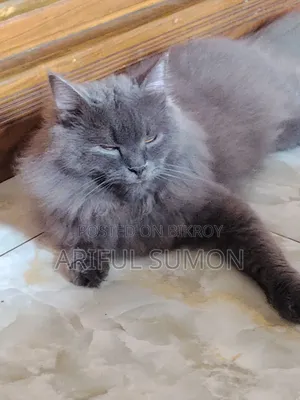 1+ year Male Purebred Persian