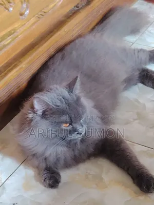 1+ year Male Purebred Persian