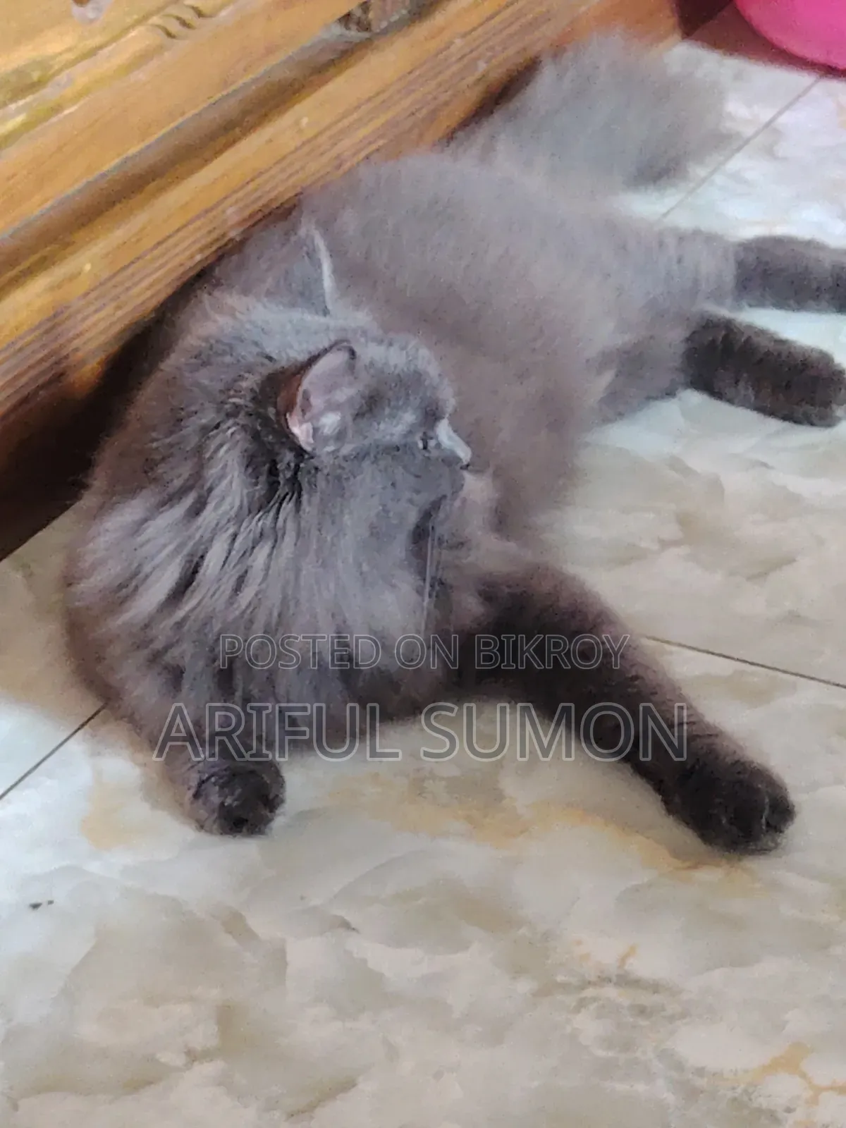 1+ year Male Purebred Persian