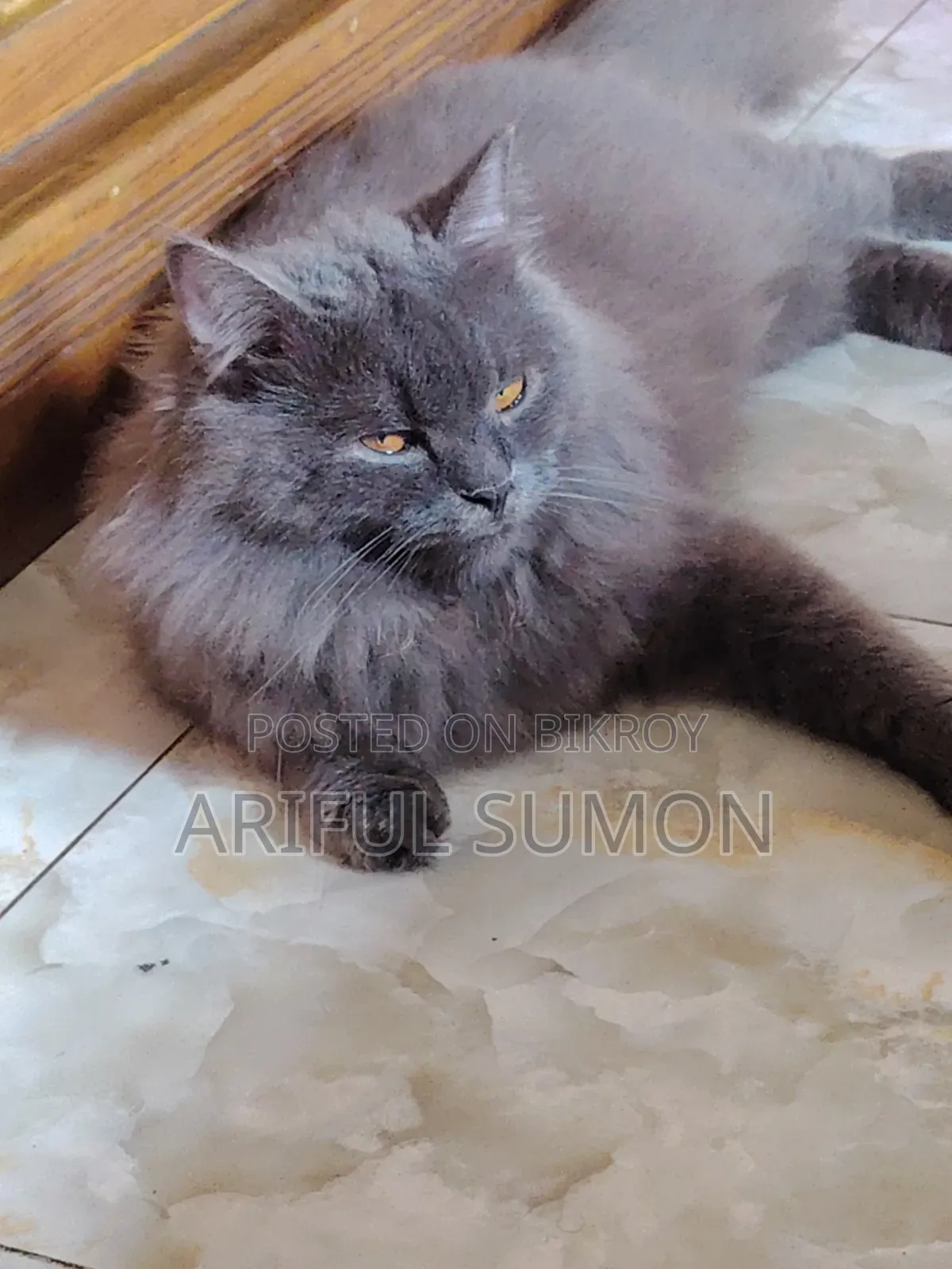 1+ year Male Purebred Persian