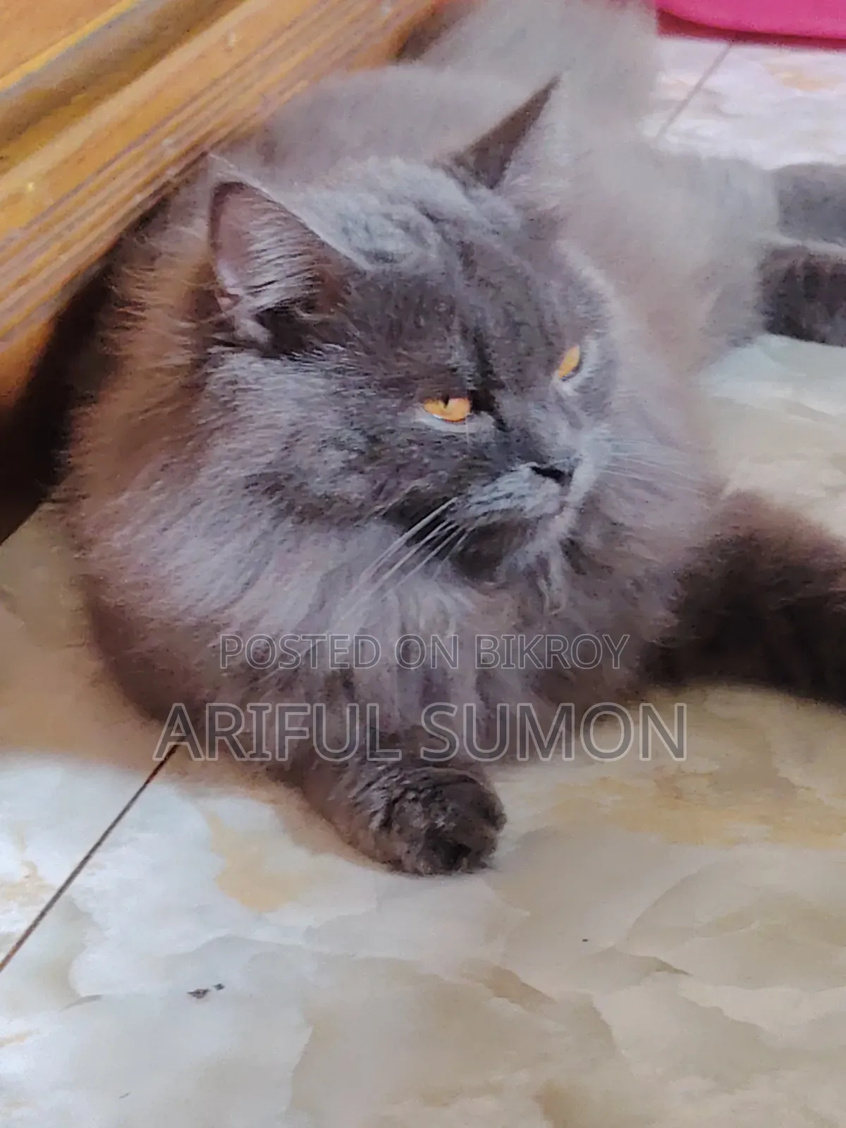 1+ year Male Purebred Persian