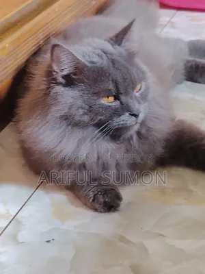1+ year Male Purebred Persian