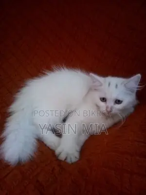 1-3 months Male Mixed Breed Cat