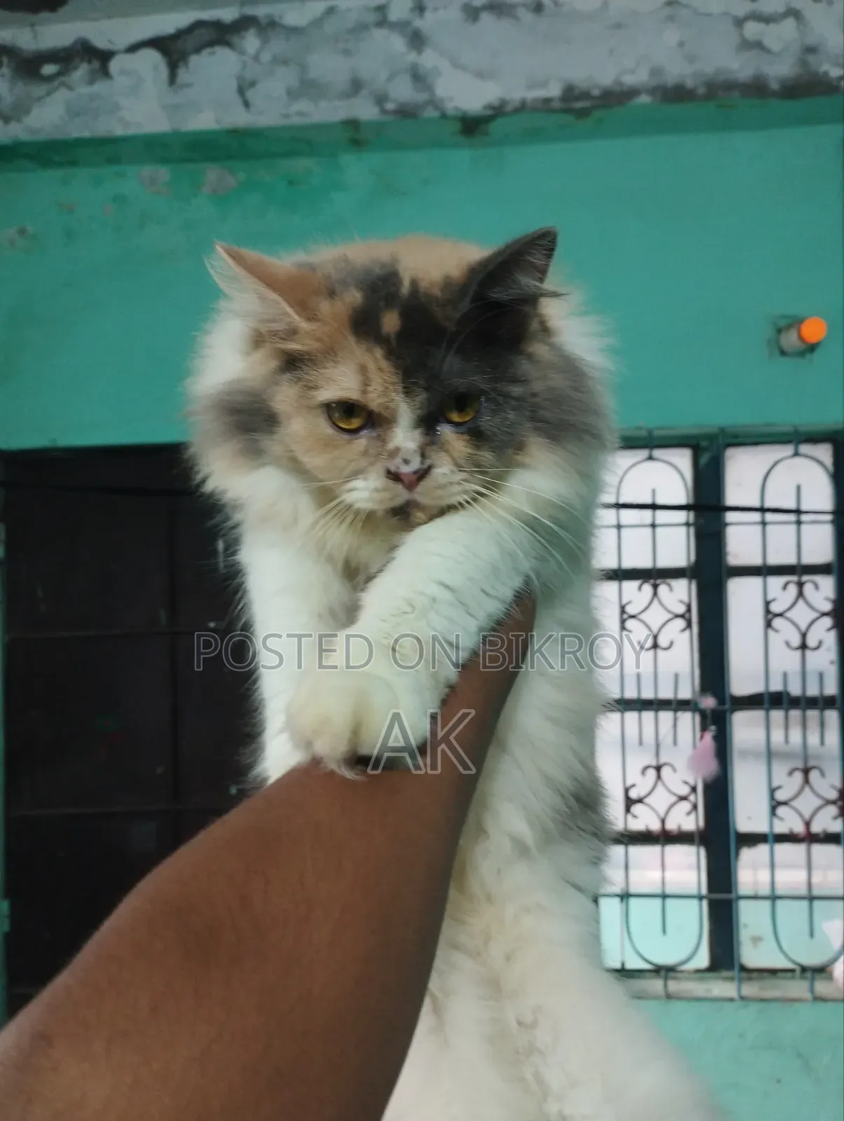 3-6 months Female Purebred Persian