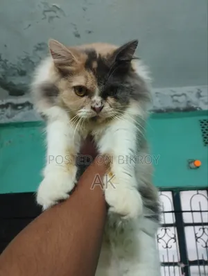 3-6 months Female Purebred Persian