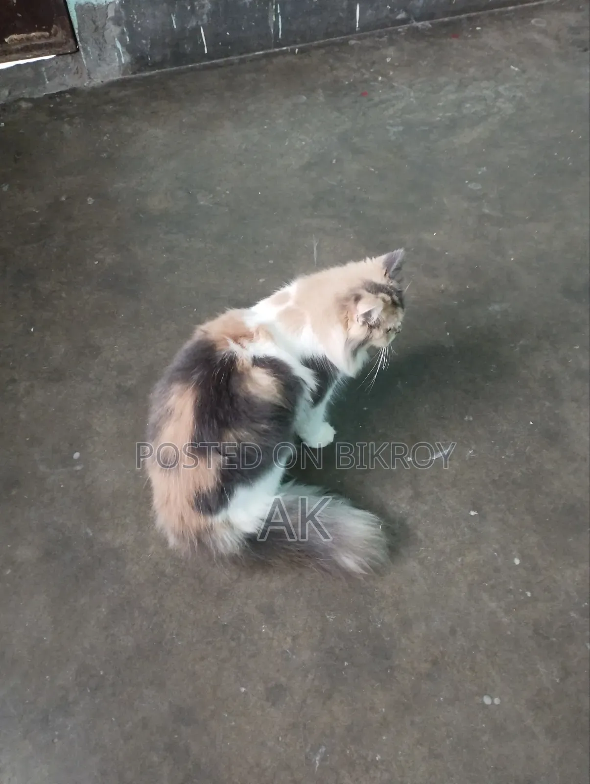 3-6 months Female Purebred Persian