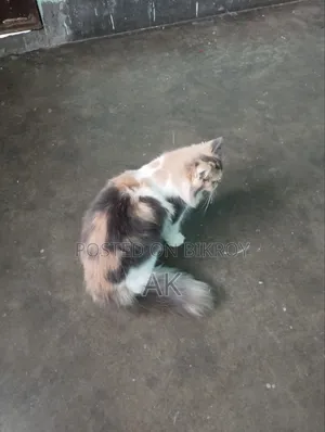 3-6 months Female Purebred Persian
