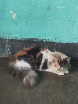 3-6 months Female Purebred Persian