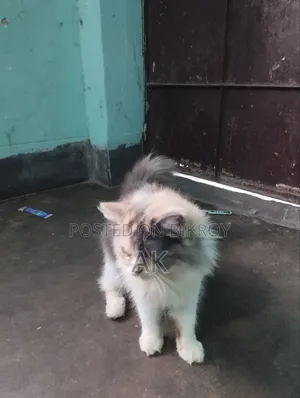 3-6 months Female Purebred Persian