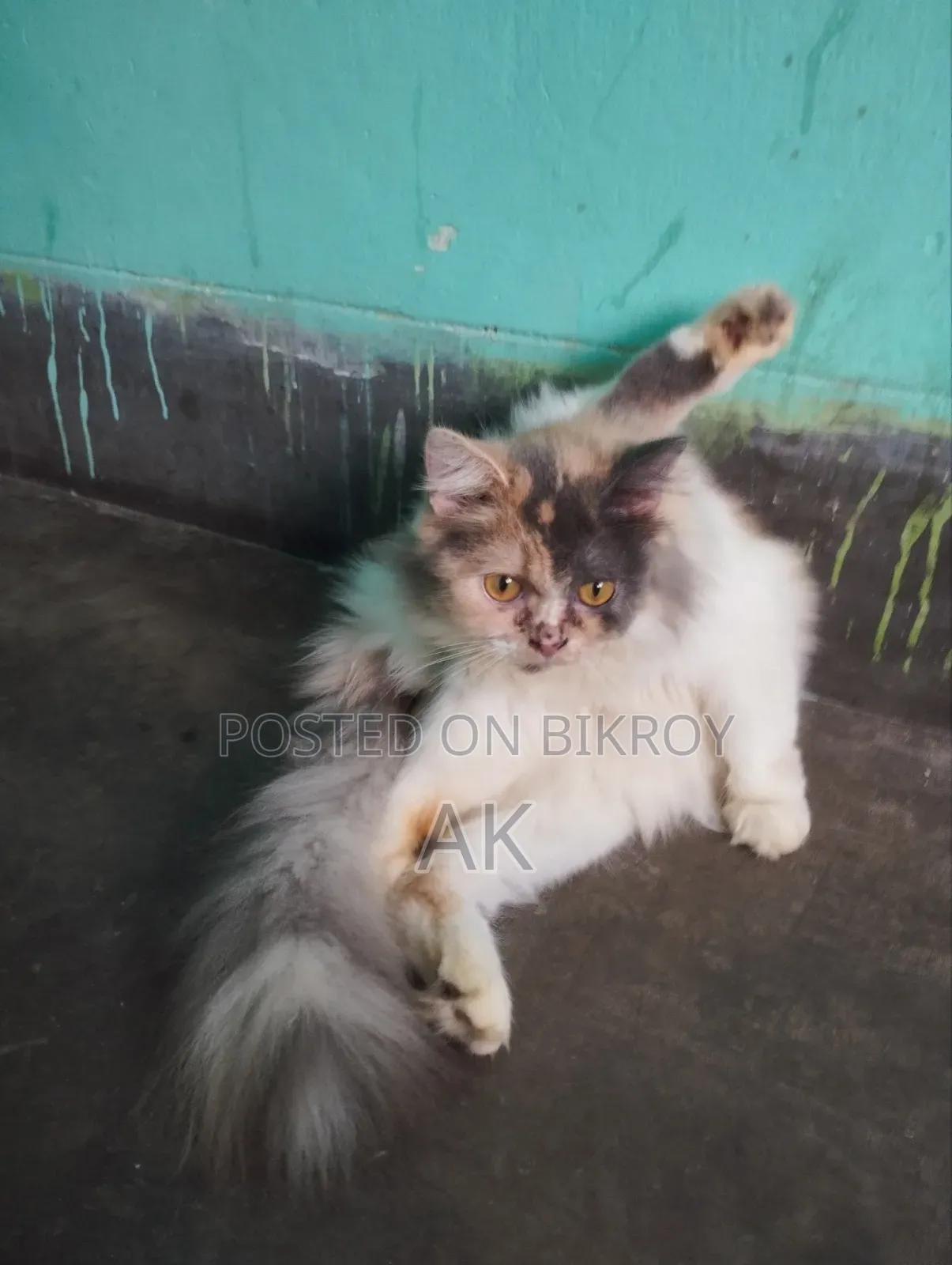 3-6 months Female Purebred Persian