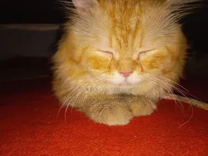 1+ year Male Purebred Persian