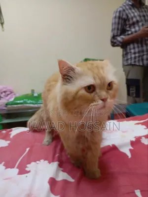 1+ year Male Purebred Persian