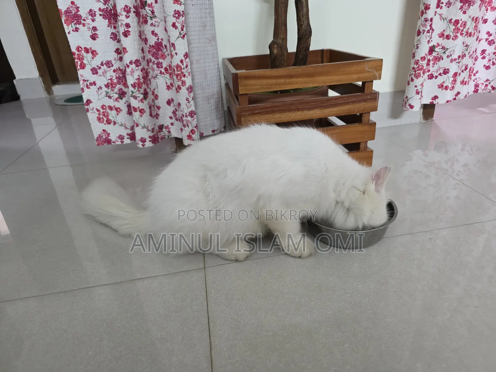 1+ Year Female Purebred Persian Cat