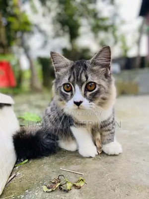 3-6 months Male Mixed Breed Persian