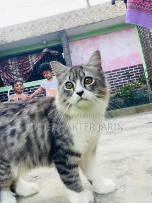 3-6 months Male Mixed Breed Persian