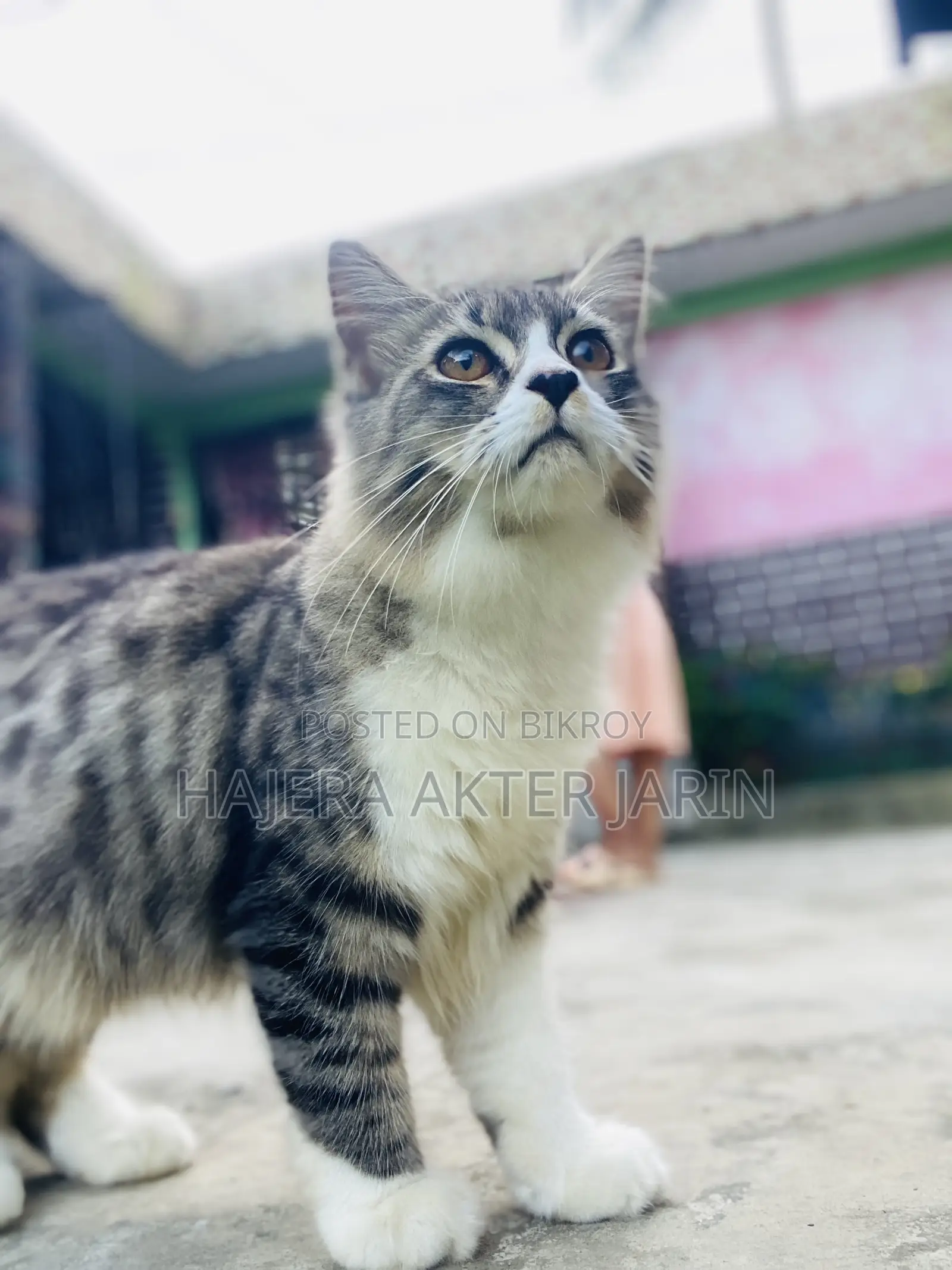 3-6 months Male Mixed Breed Persian