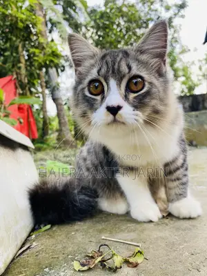 3-6 months Male Mixed Breed Persian