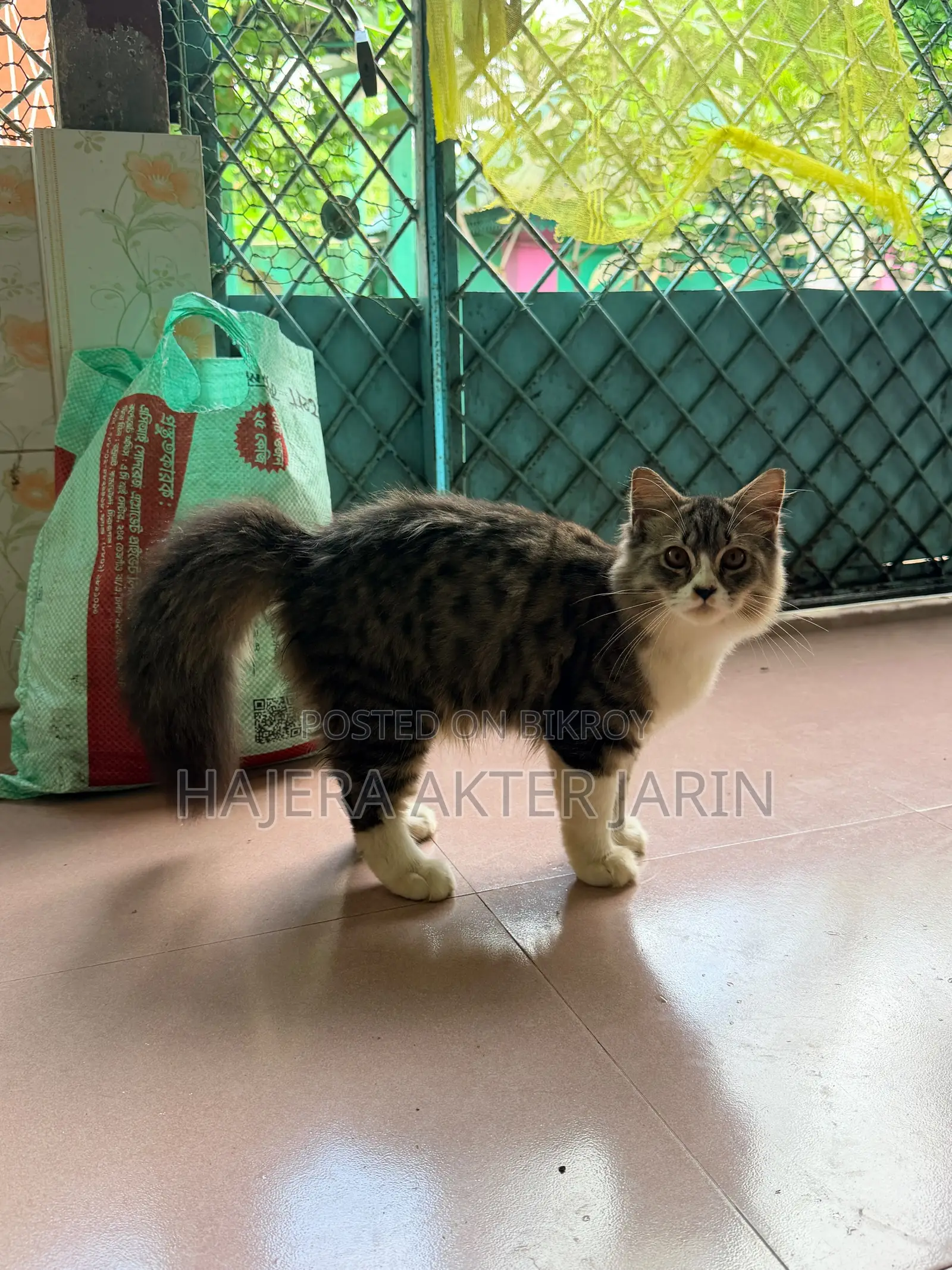 3-6 months Male Mixed Breed Persian