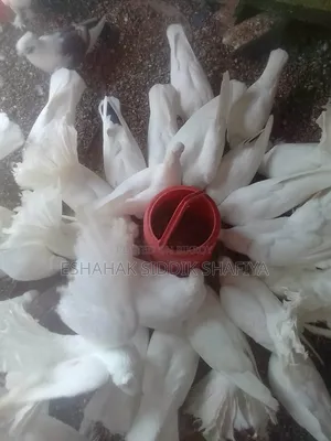 রানিং জোড়া ময়ূরী এবং এডাল্ট জোড়া বেবী একসাথে সেল