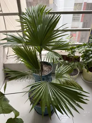 Tal Plam Indoor Plant