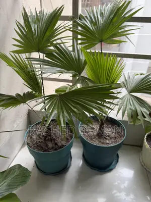 Tal Plam Indoor Plant