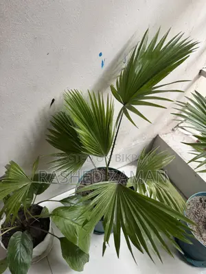 Tal Plam Indoor Plant