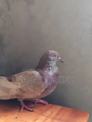 সিরাজি কবুতর