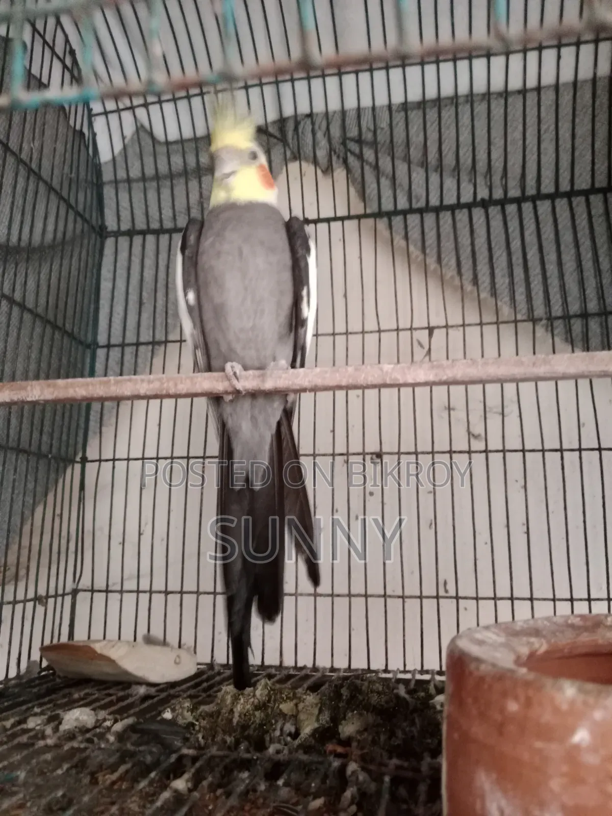 কোকাটেল এবং কিং কোয়েল সেল হবে