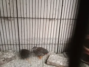 কোকাটেল এবং কিং কোয়েল সেল হবে