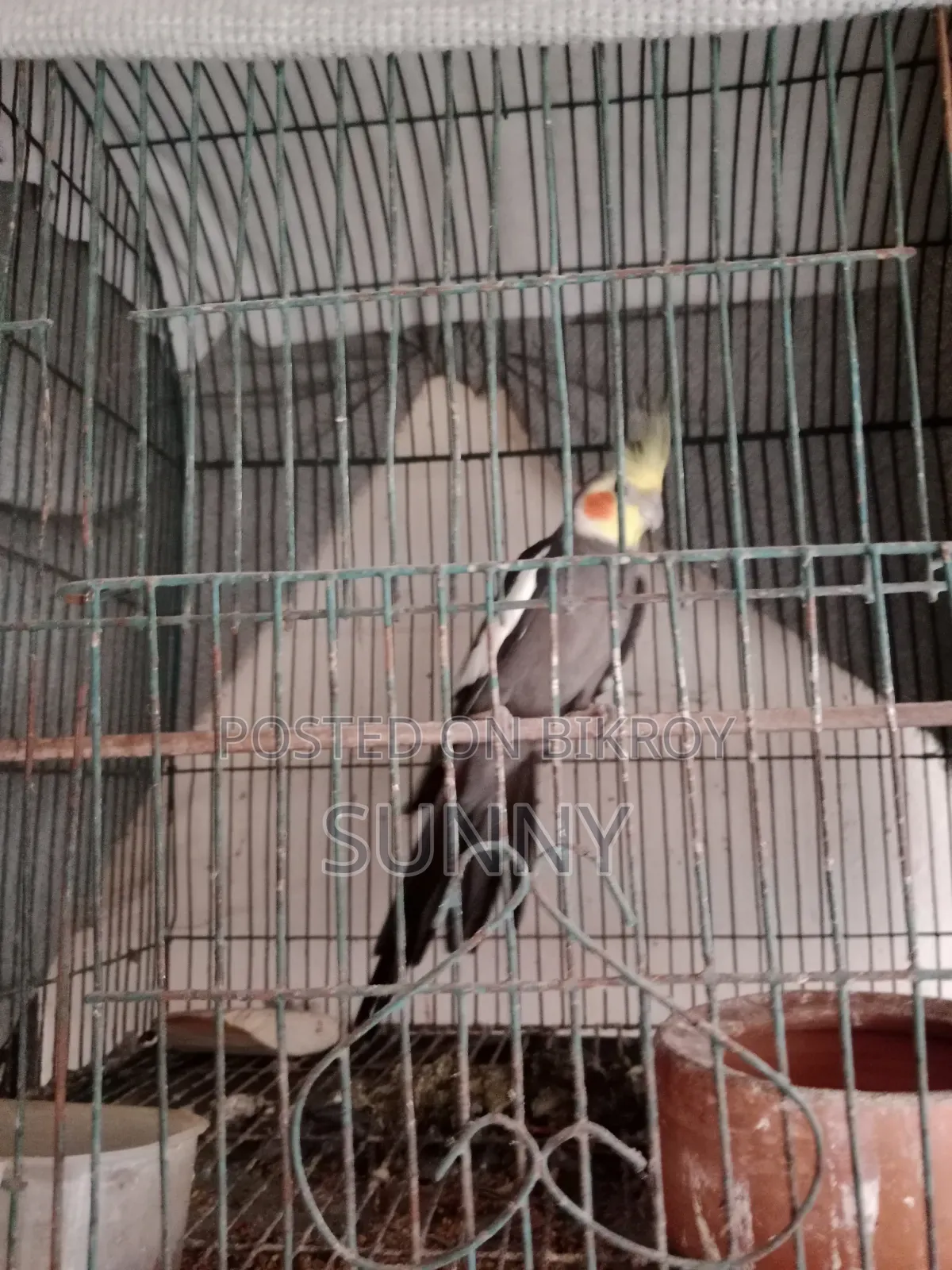 কোকাটেল এবং কিং কোয়েল সেল হবে