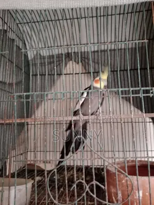 কোকাটেল এবং কিং কোয়েল সেল হবে