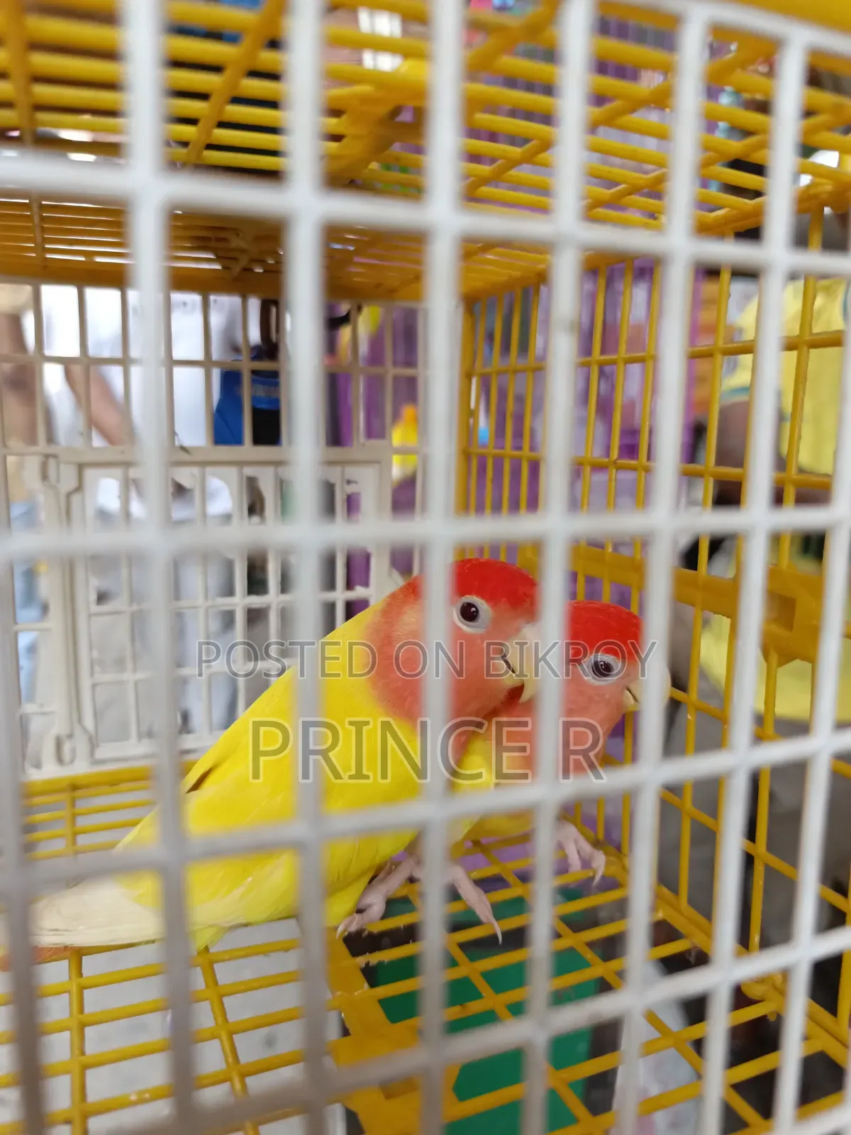 Love Birds