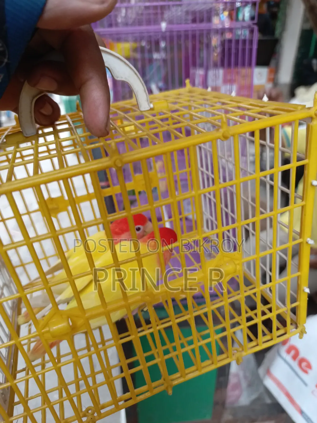 Love Birds