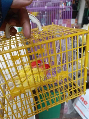 Love Birds