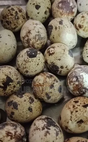 হোয়াইট জায়েন্ট সুপার কাটোনিক্স কোয়েল