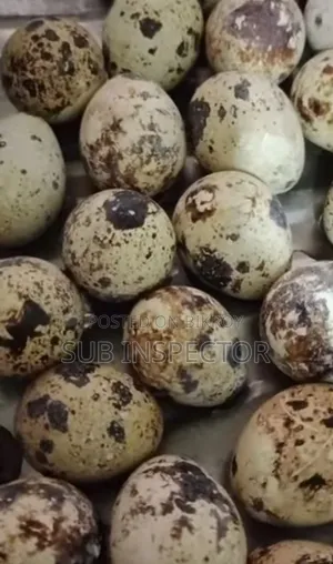 হোয়াইট জায়েন্ট সুপার কাটোনিক্স কোয়েল