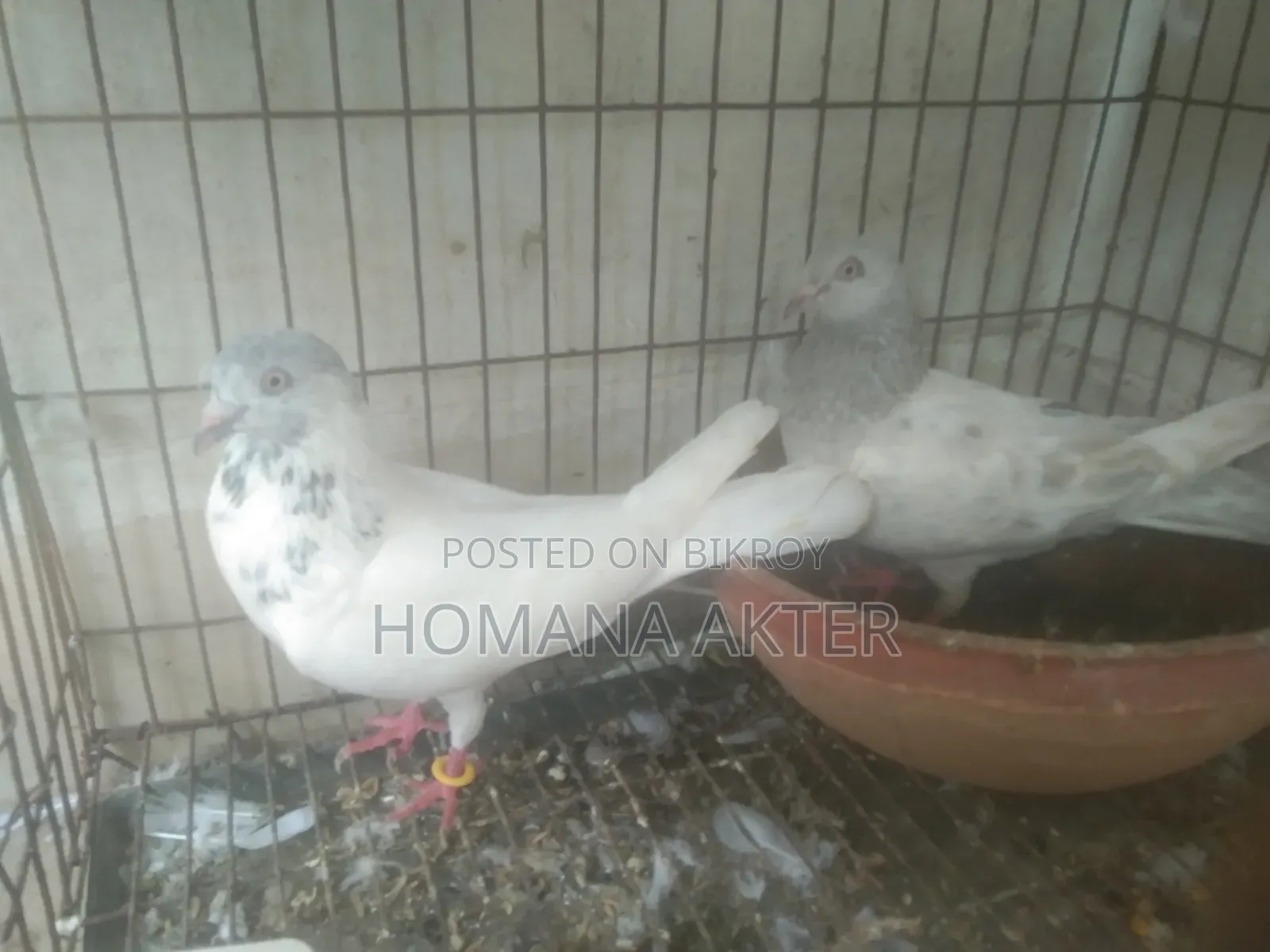 লক্কা, গিরিবাজ কবুতর