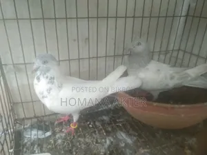 লক্কা, গিরিবাজ কবুতর