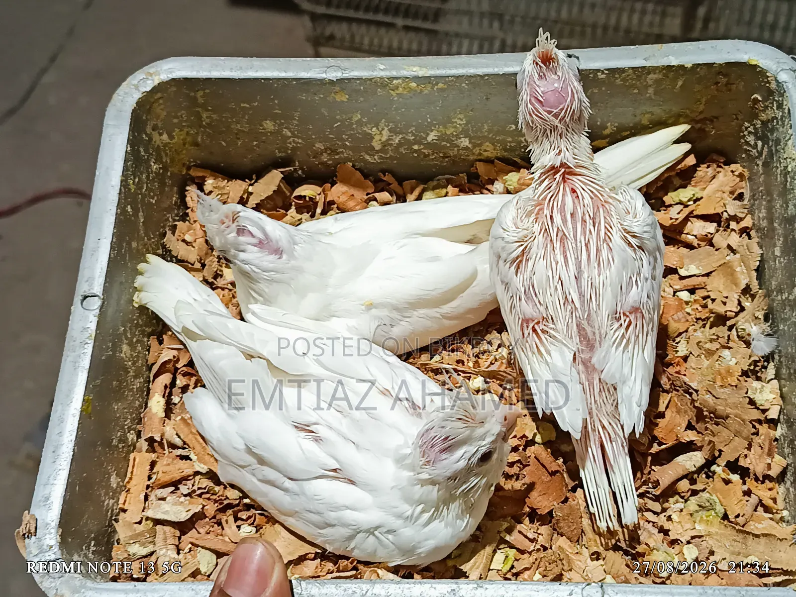 এলবিনো বেবী ও মাষ্টার পেয়ার ককাটেল বিক্রি হবে
