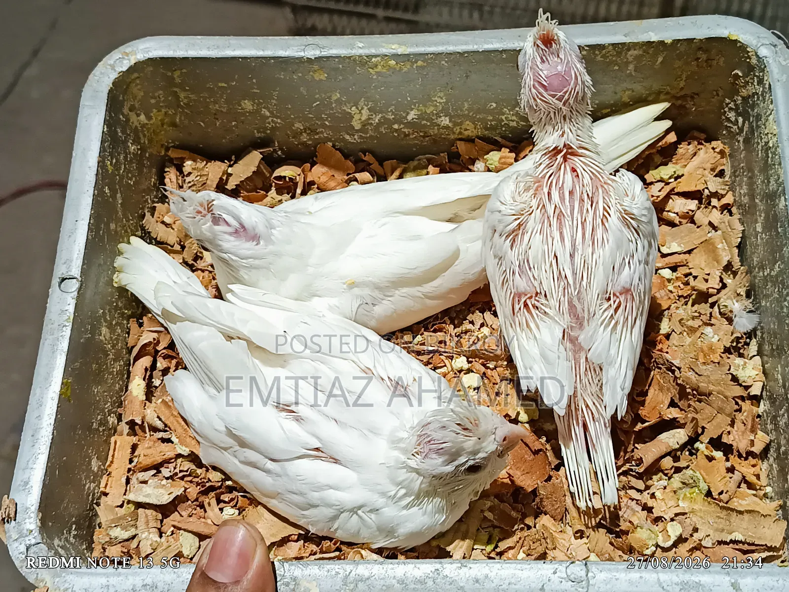 এলবিনো বেবী ও মাষ্টার পেয়ার ককাটেল বিক্রি হবে