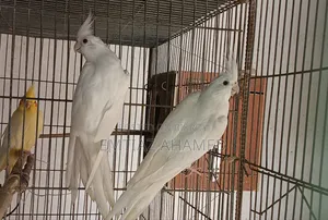 এলবিনো বেবী ও মাষ্টার পেয়ার ককাটেল বিক্রি হবে
