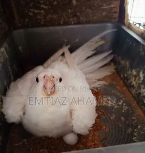এলবিনো বেবী ও মাষ্টার পেয়ার ককাটেল বিক্রি হবে