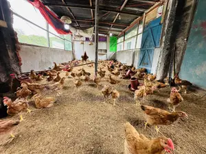 টাইগার মুরগি বিক্রি