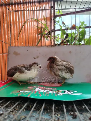 এডাল্ট কিং কোয়েল